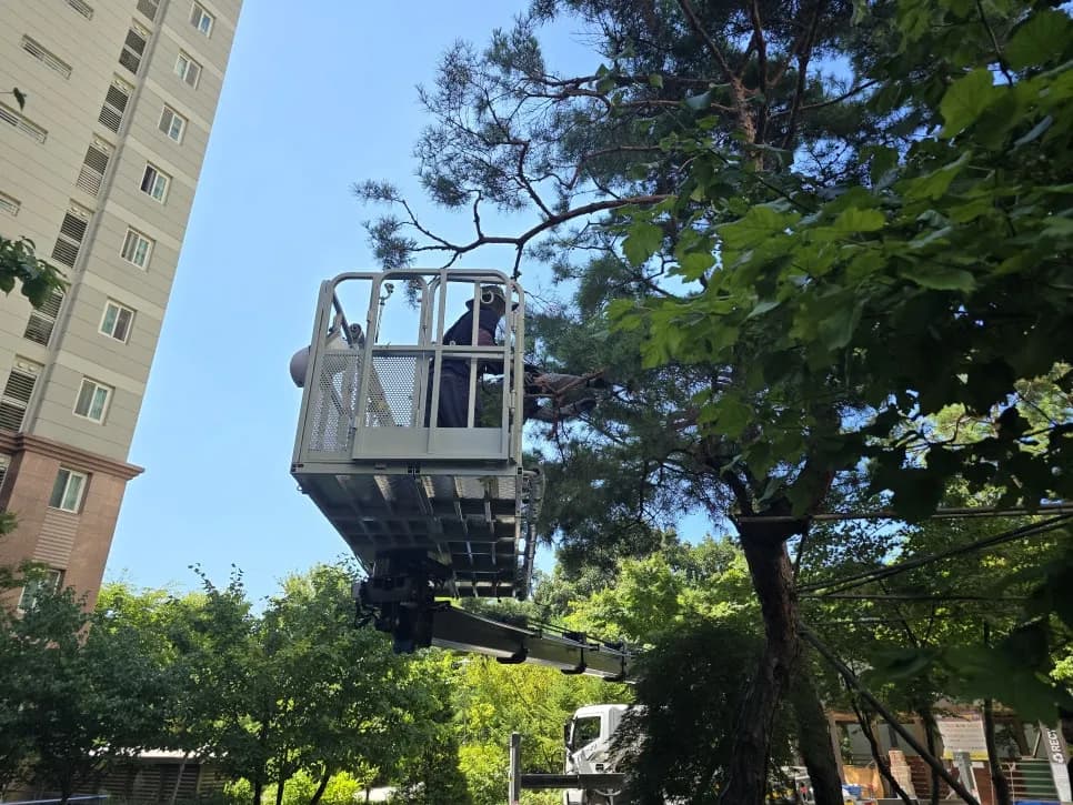 소나무전지벌목 — 시공 후
