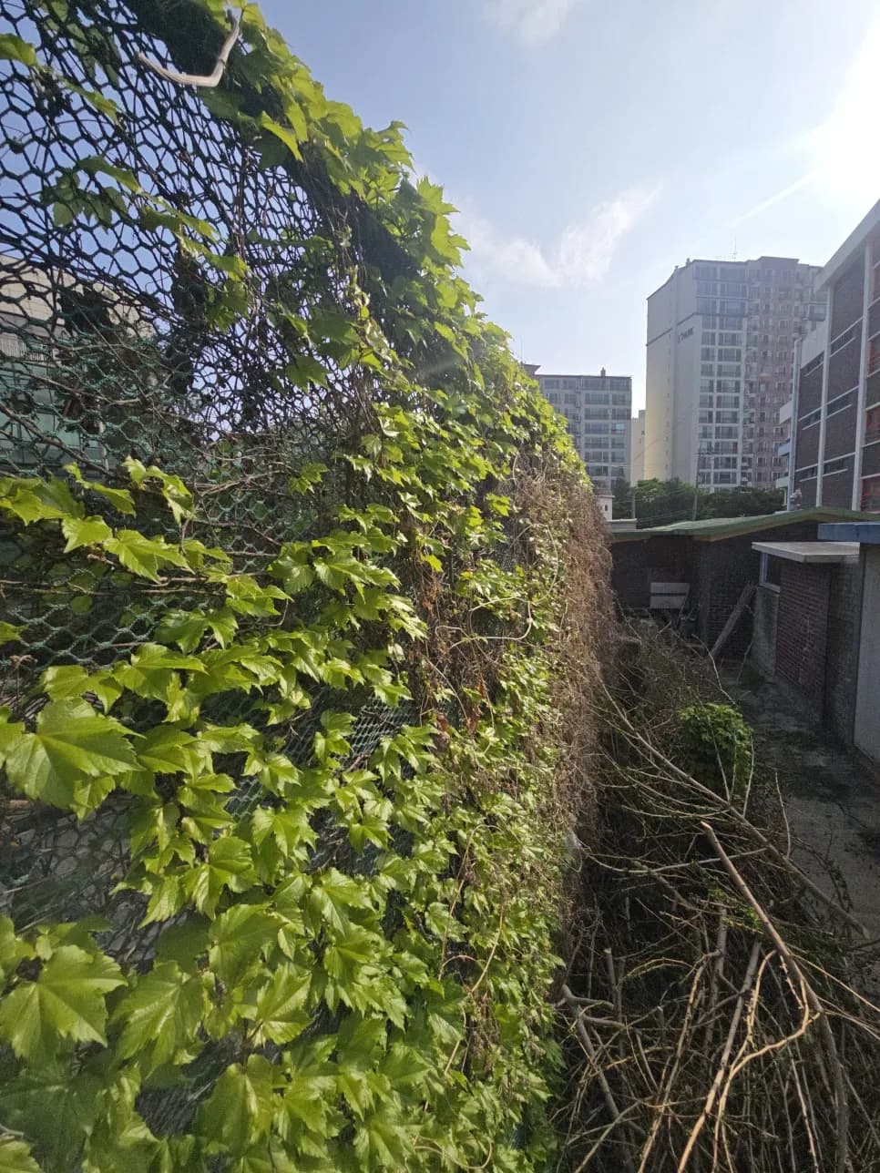 외벽휀스 담쟁이덩굴제거폐기 전문 업체 작업 과정