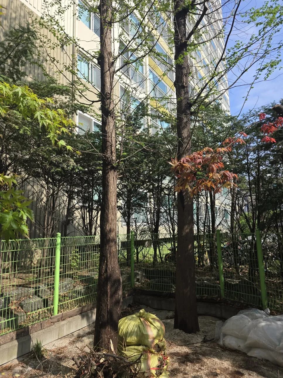 빌딩 크고긴나무 벌목전지가지치기 비용 작업 과정