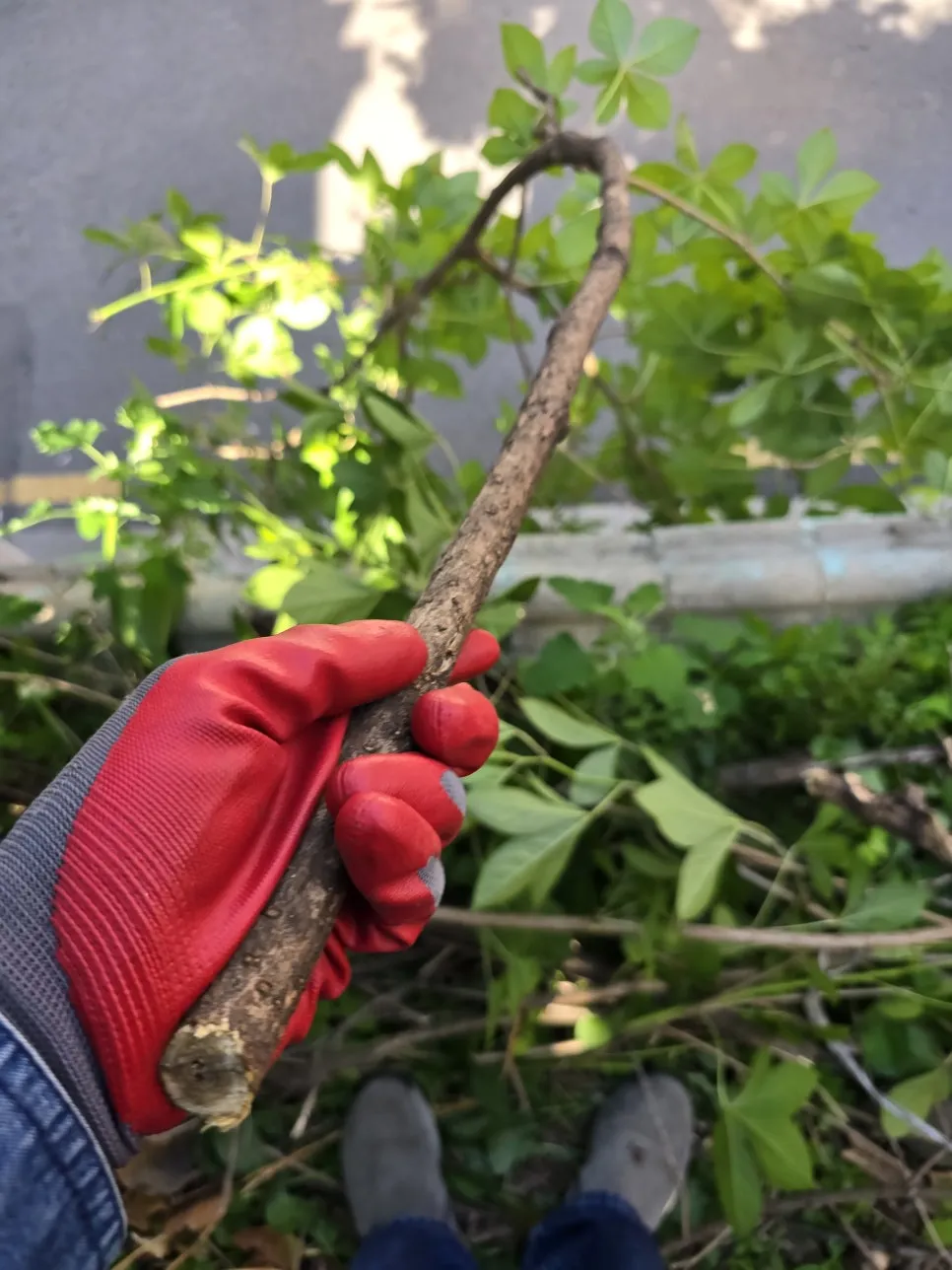 서울 집마당나무전지 두꺼운나무자르기 작업 과정