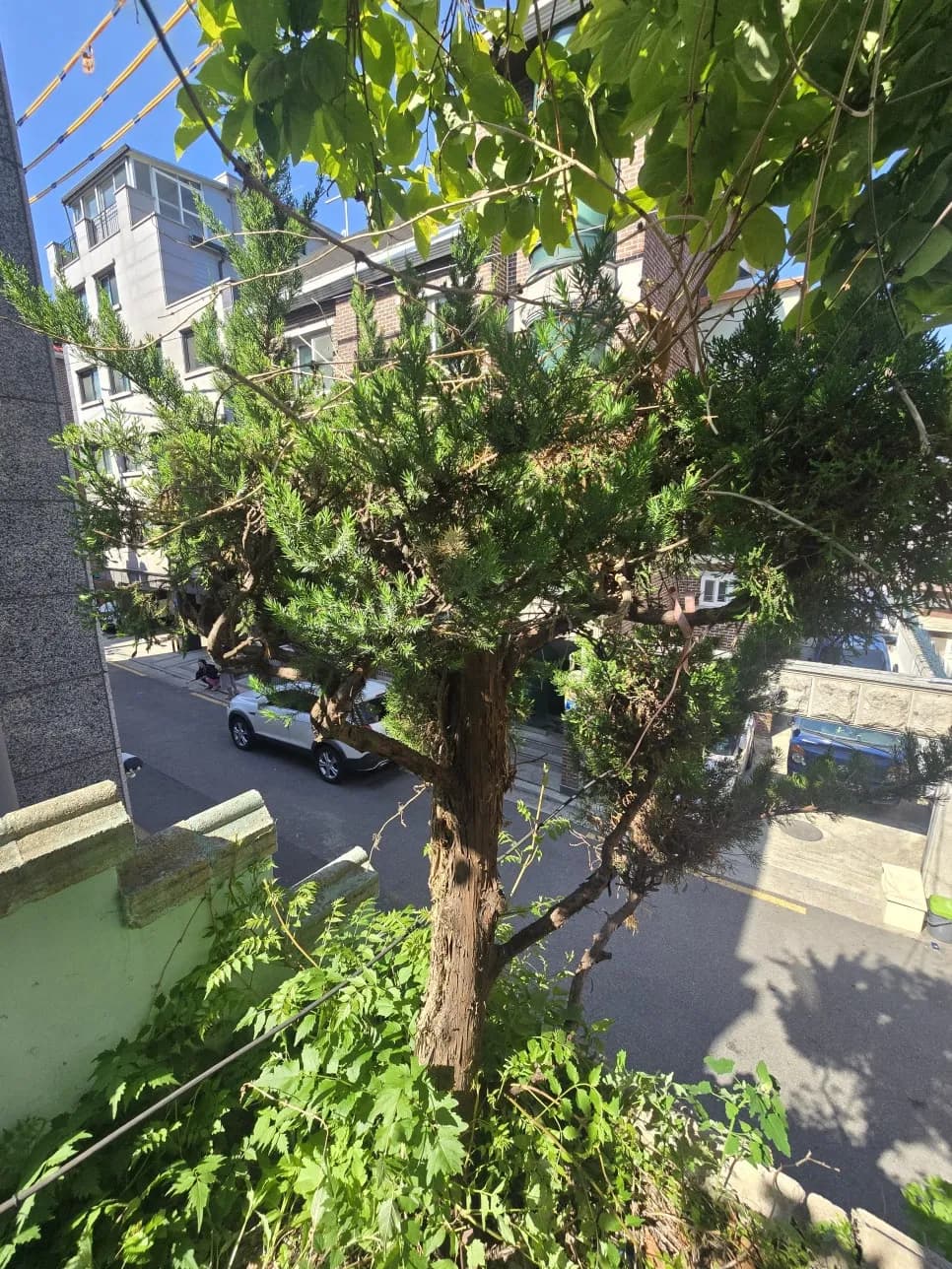 서울 집마당나무전지 두꺼운나무자르기 작업 과정