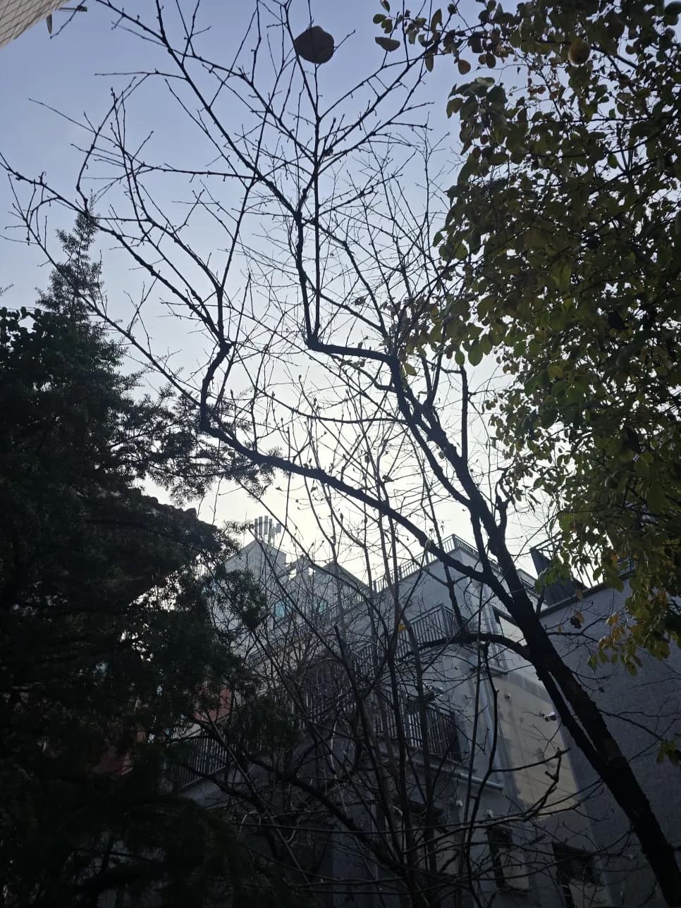 담벼락넘어간나무자르기 작업 과정