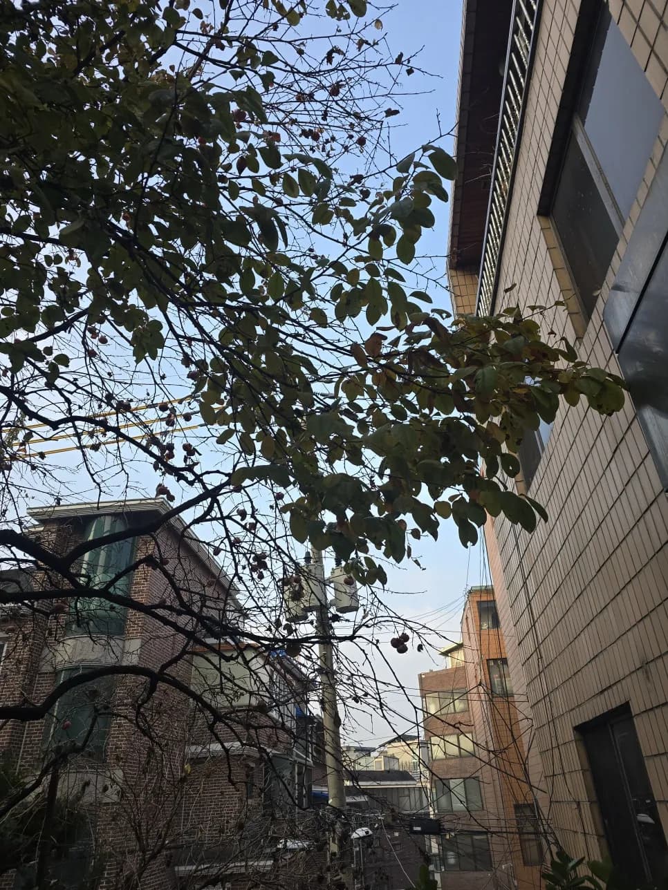 담벼락넘어간나무자르기 작업 과정